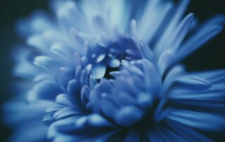 blooming blue daisy flower